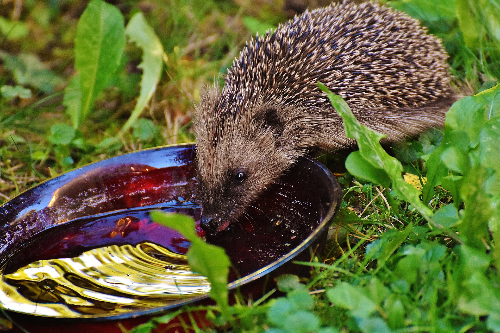 Geef de egel wat water